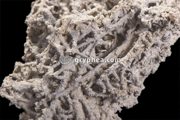 Tuf (détail) - gryphea.org